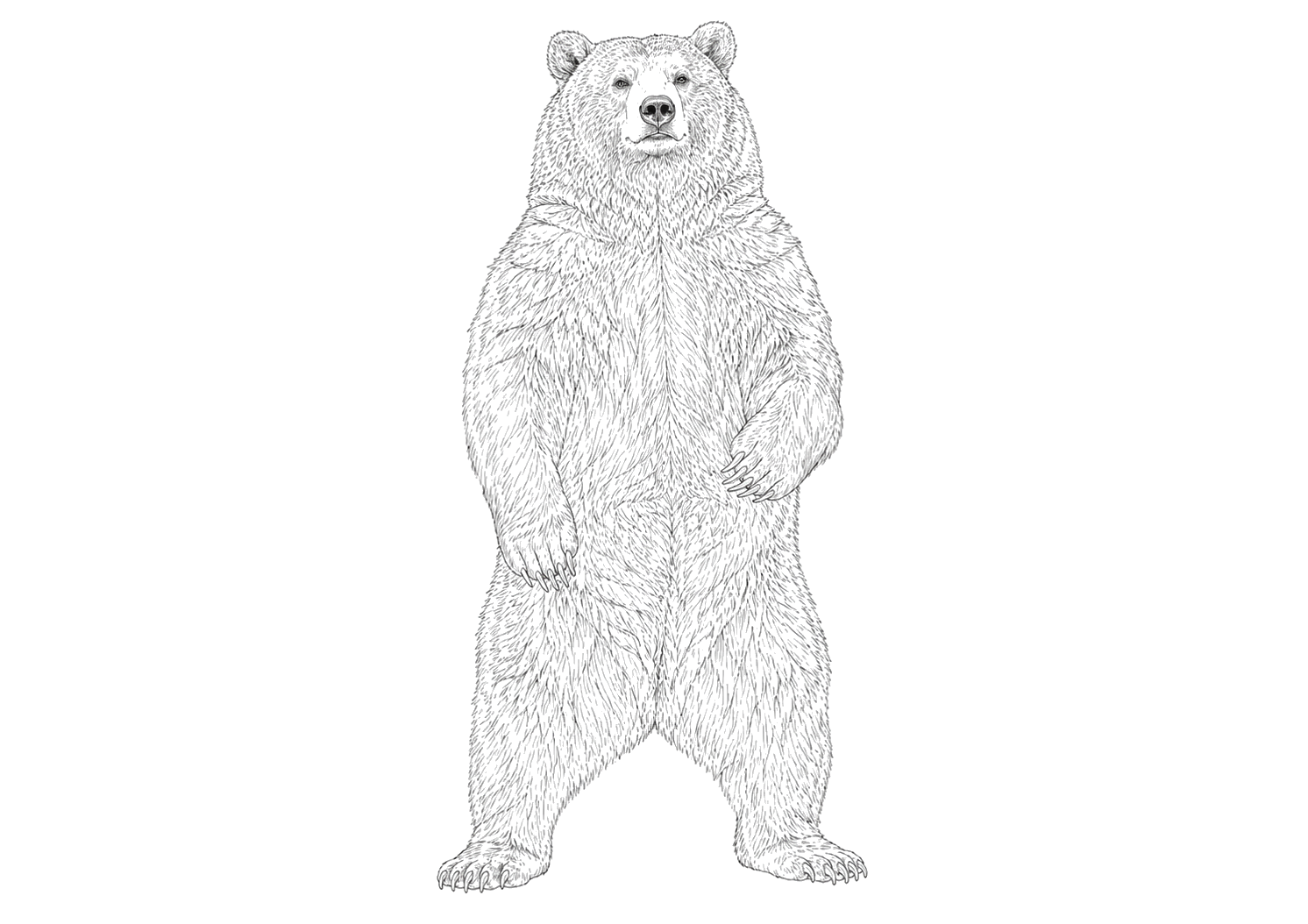 クマの細密画