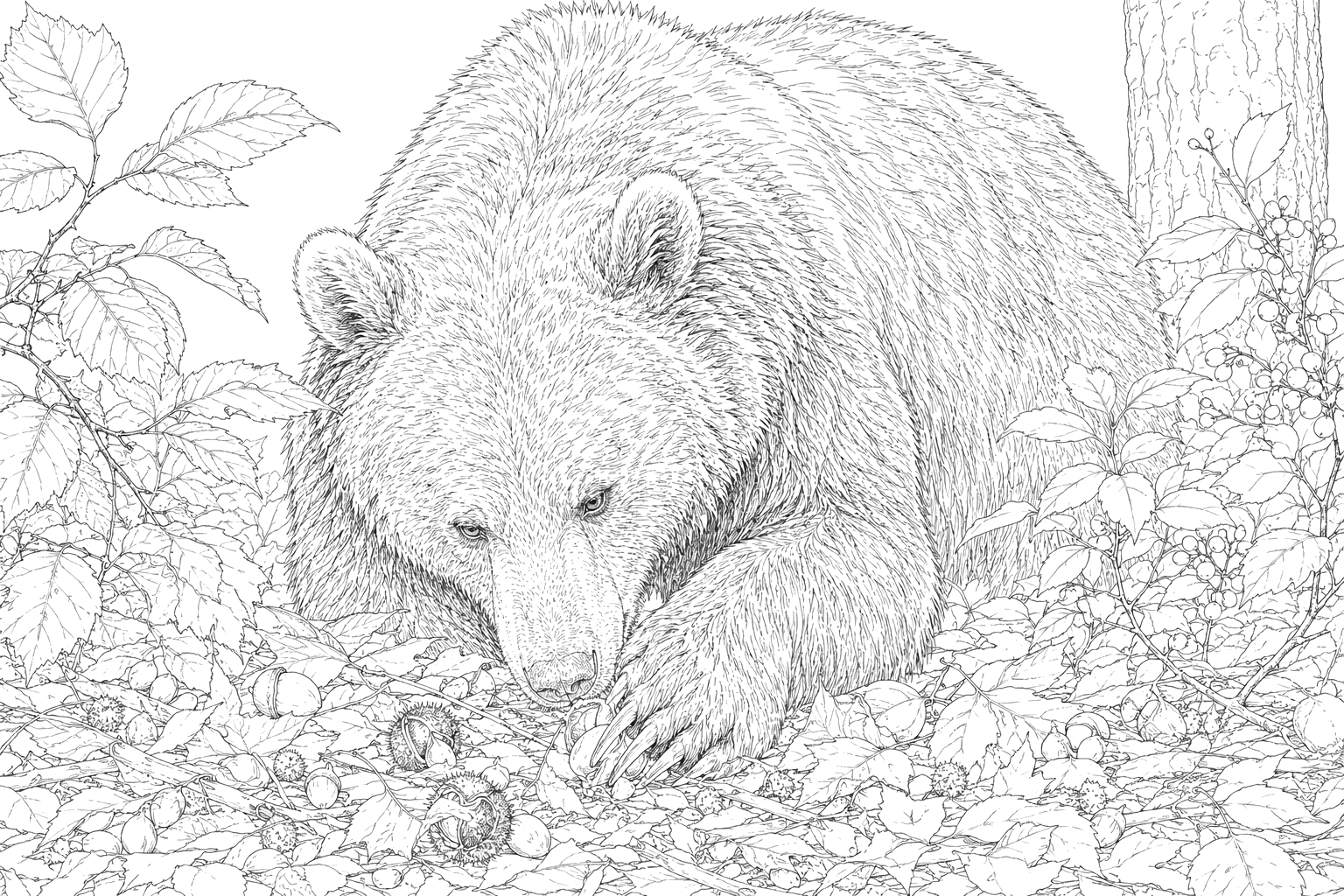 クマの細密画