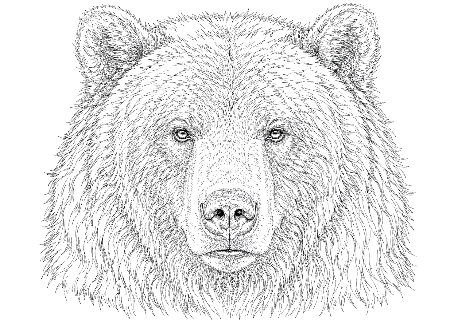 クマの細密画