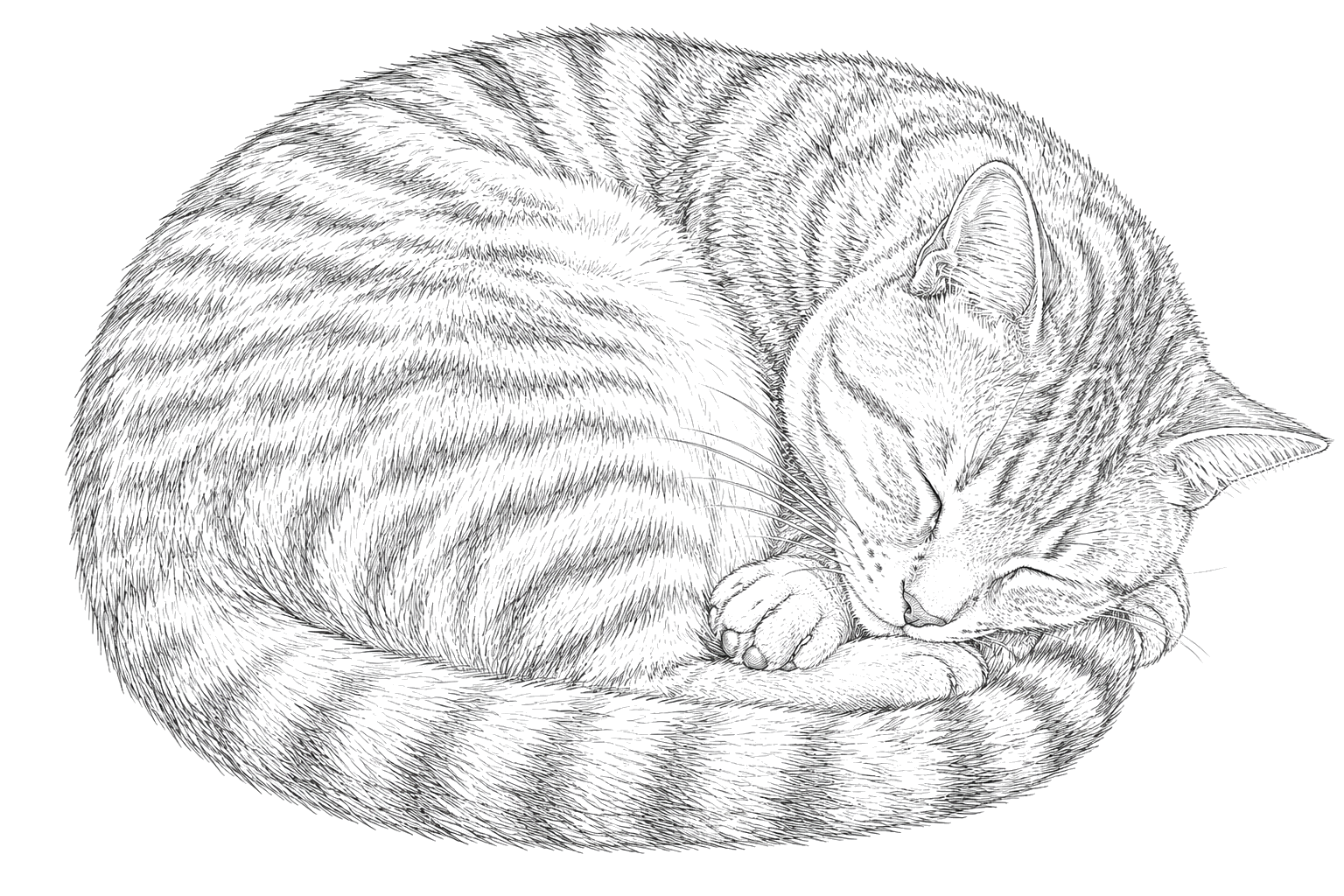 猫の細密画