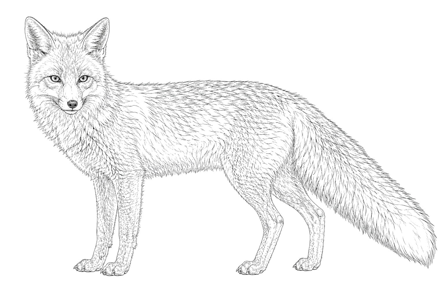 キツネの細密画