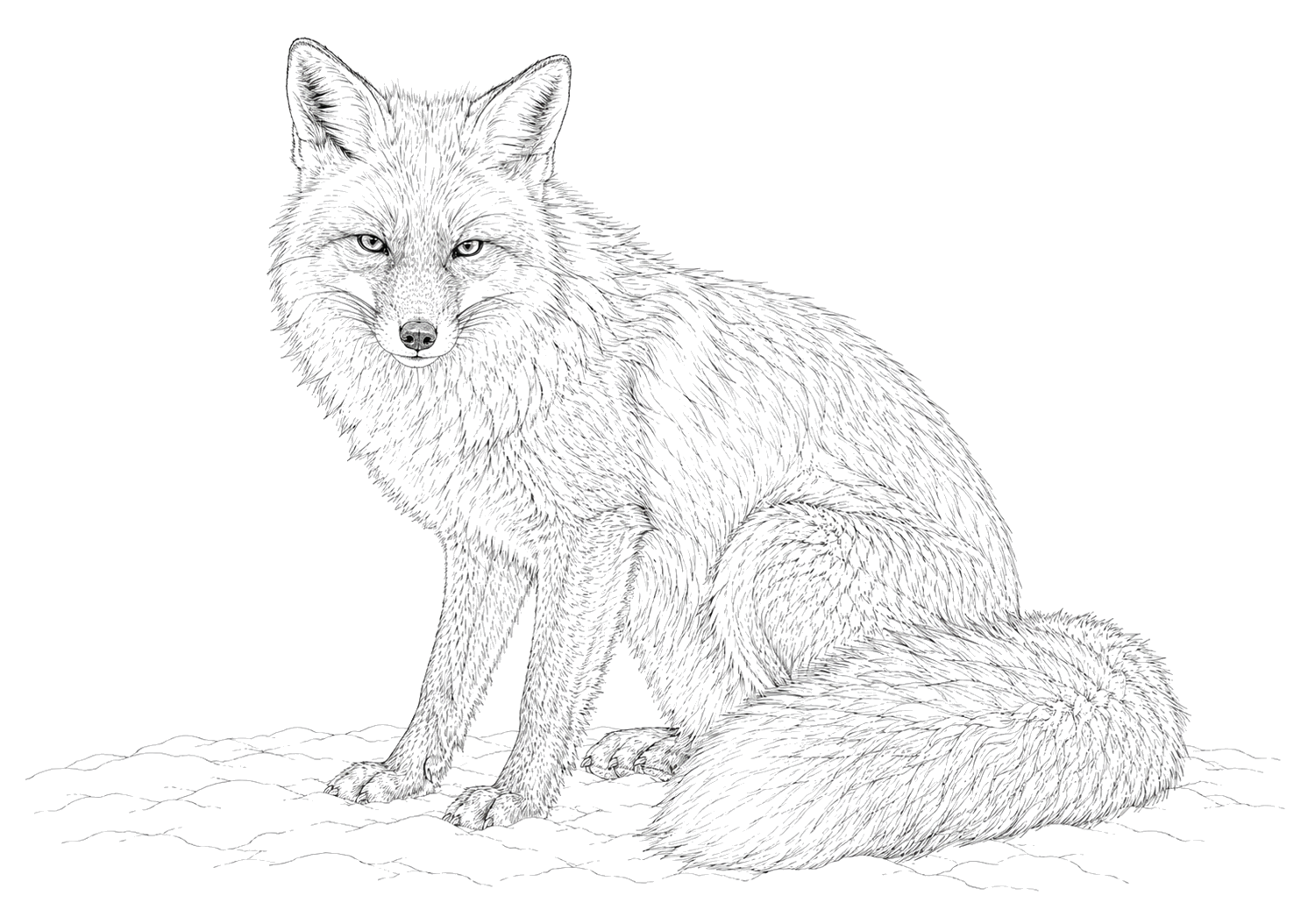 キツネの細密画