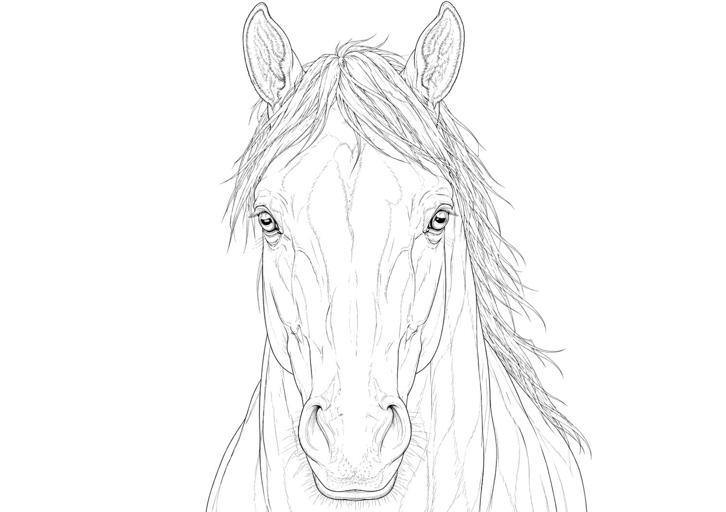 馬の細密画