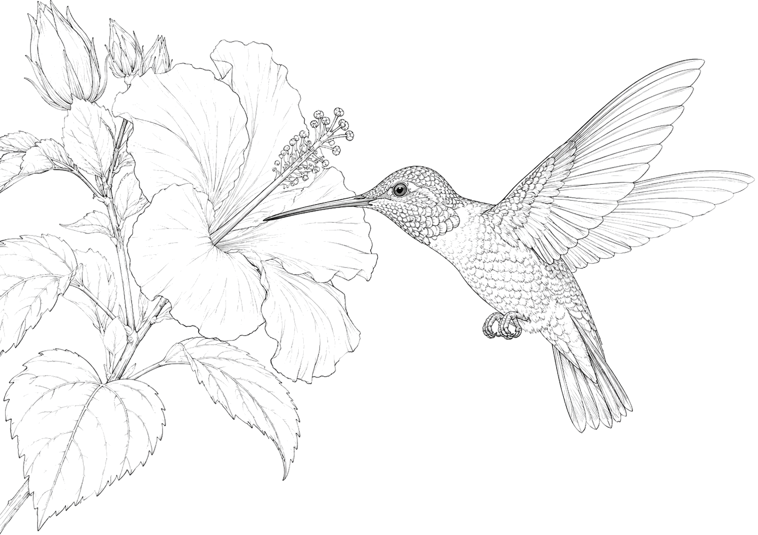 ハチドリの細密画