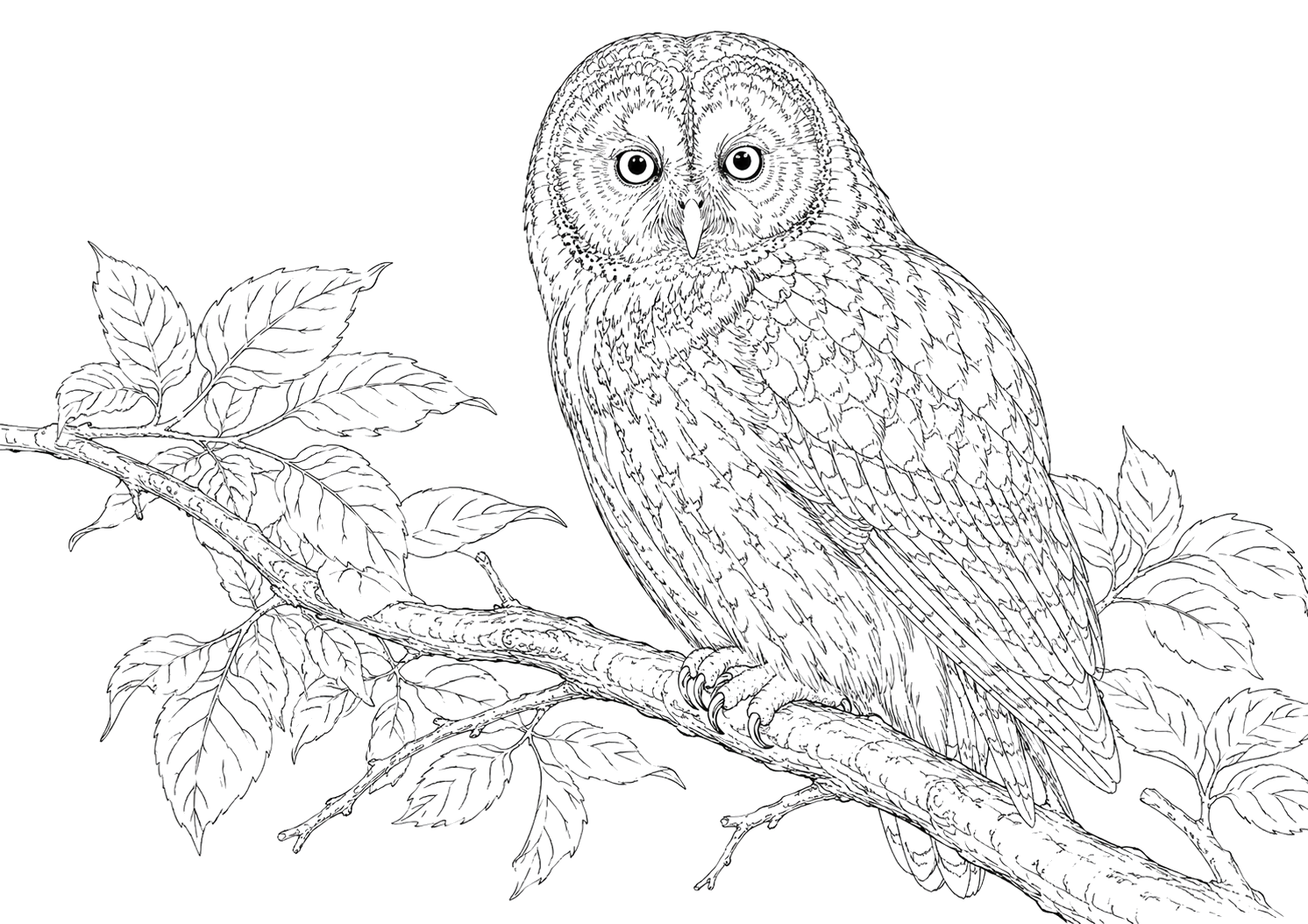 フクロウの細密画