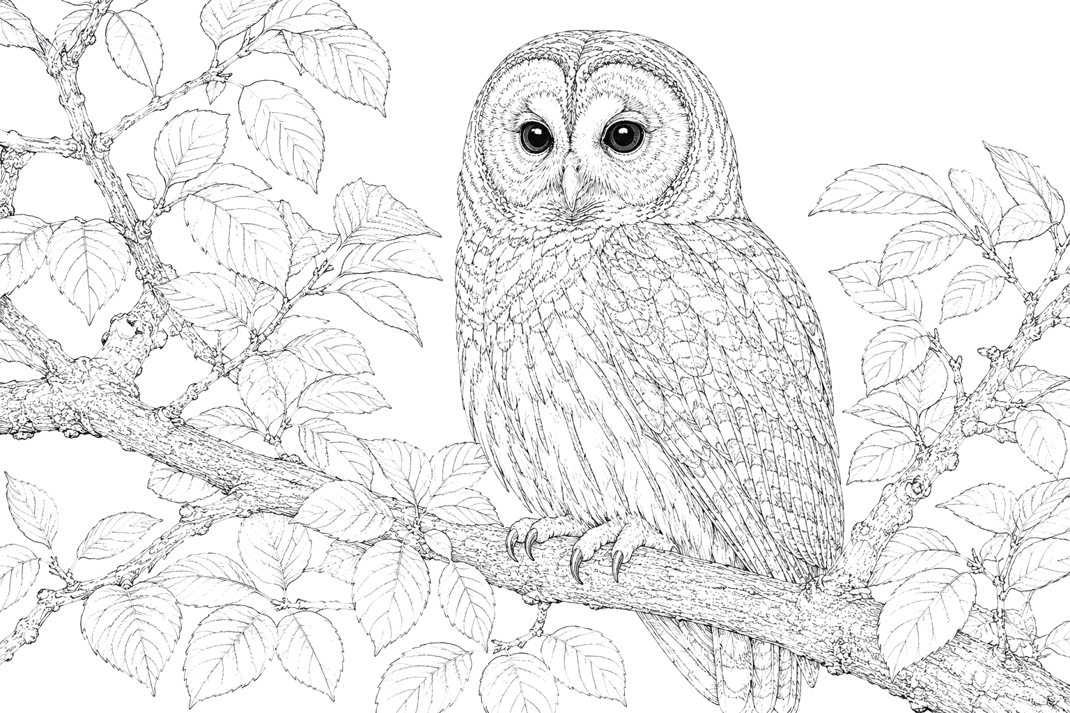 フクロウの細密画