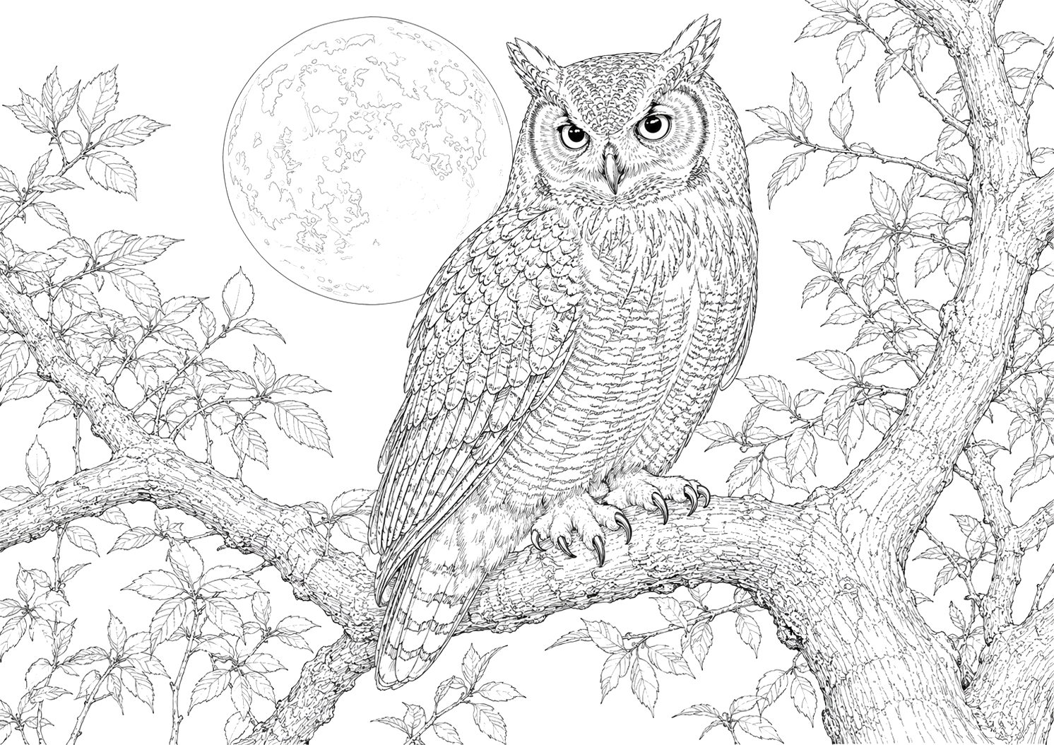 フクロウの細密画