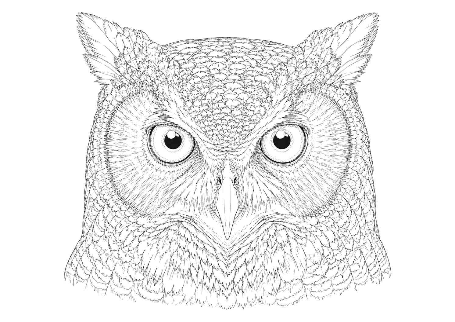 フクロウの細密画
