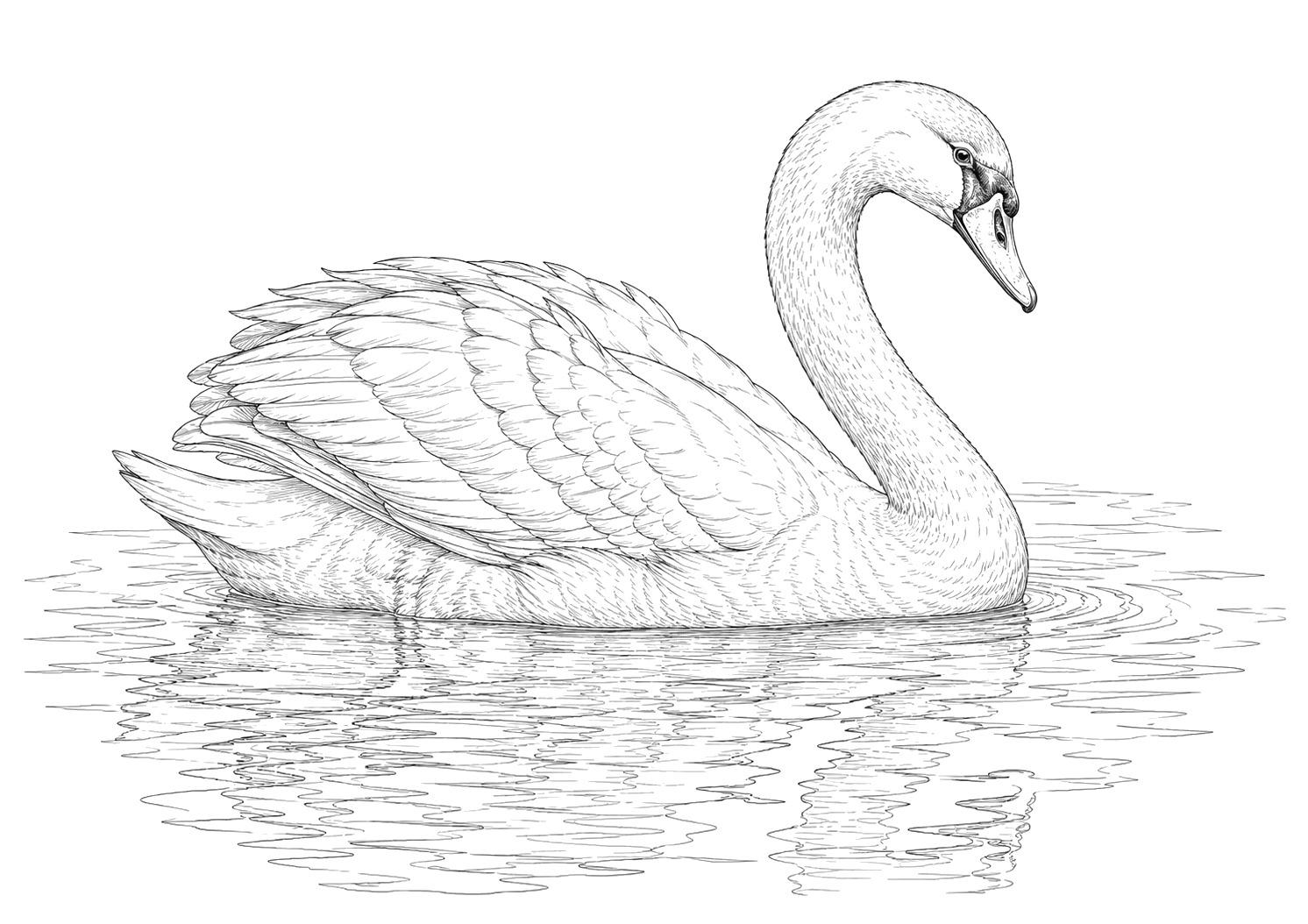 白鳥の細密画