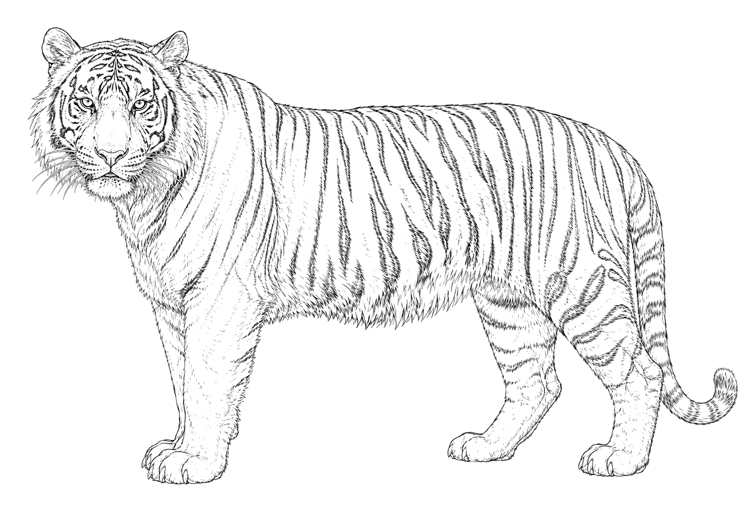 トラの細密画