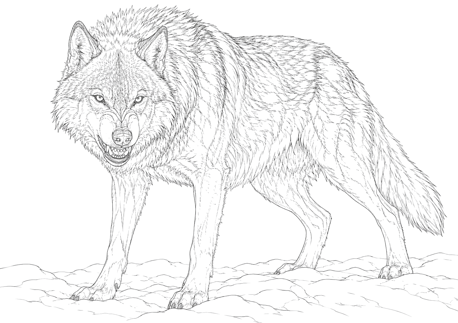 オオカミの細密画