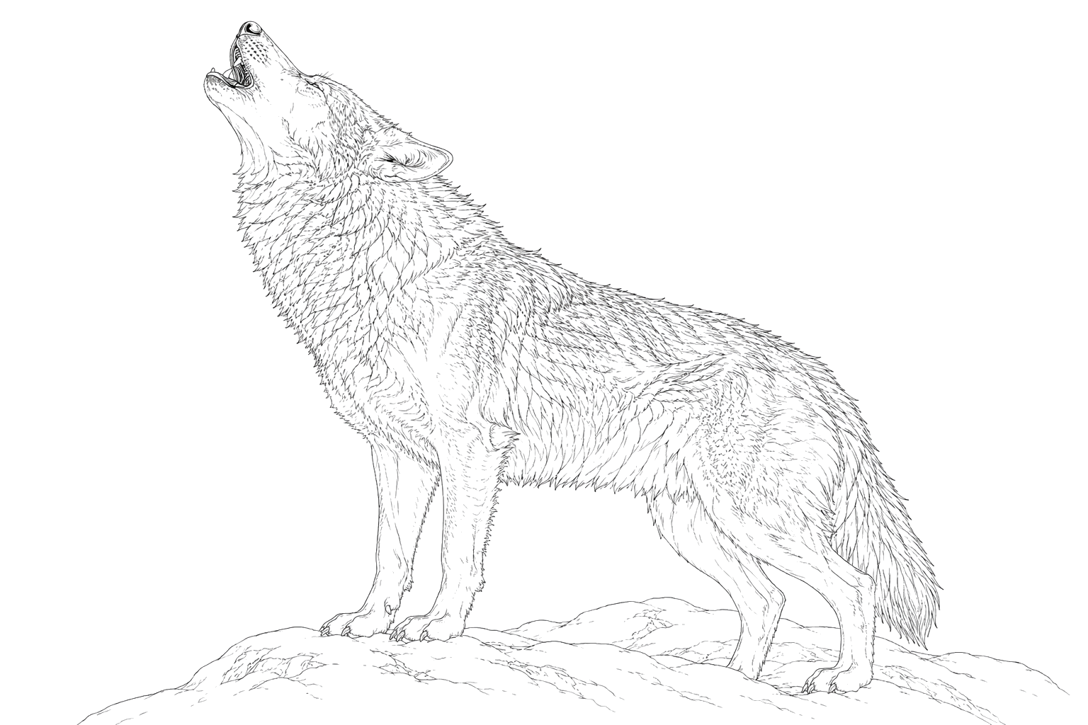 オオカミの細密画