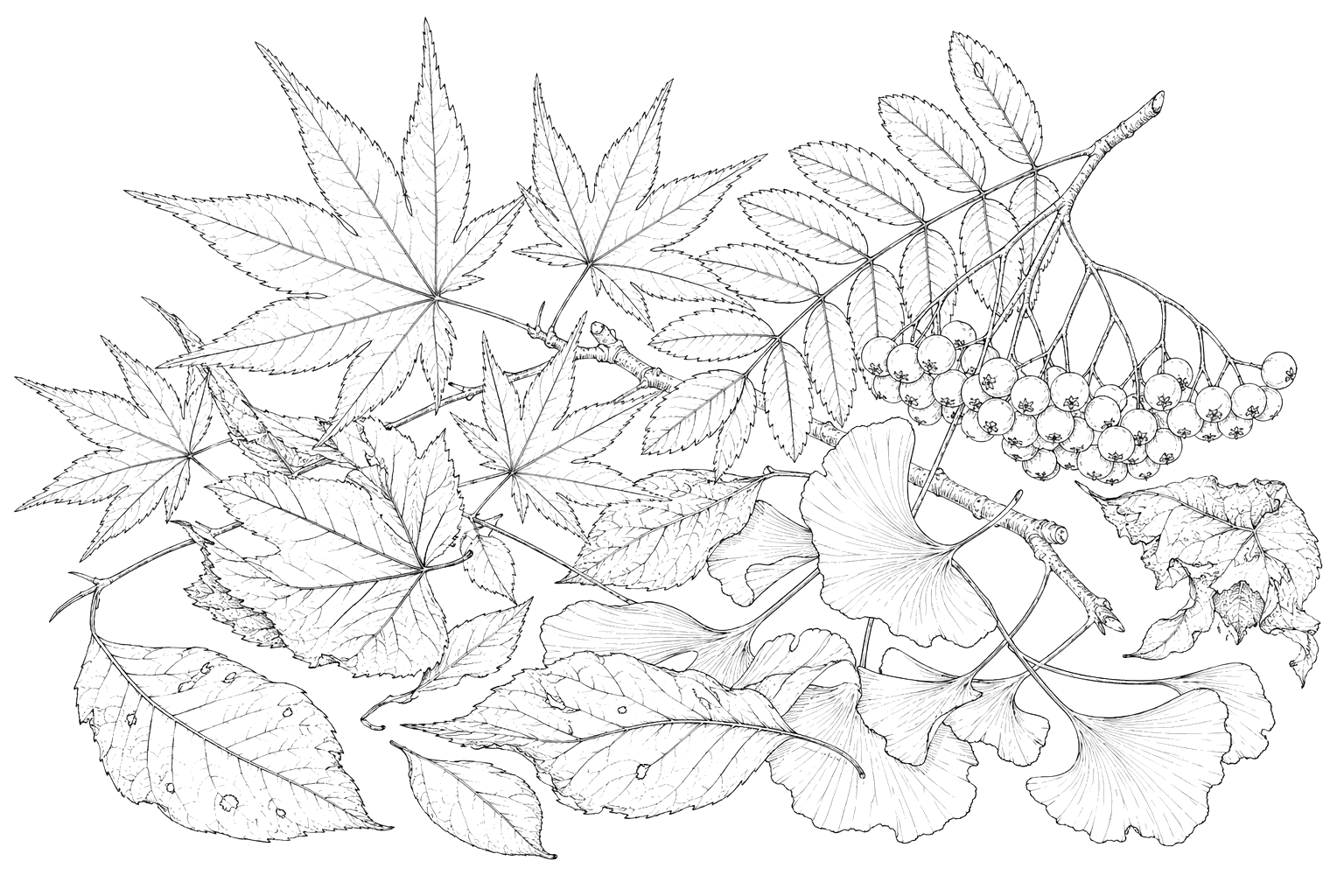 紅葉の植物画