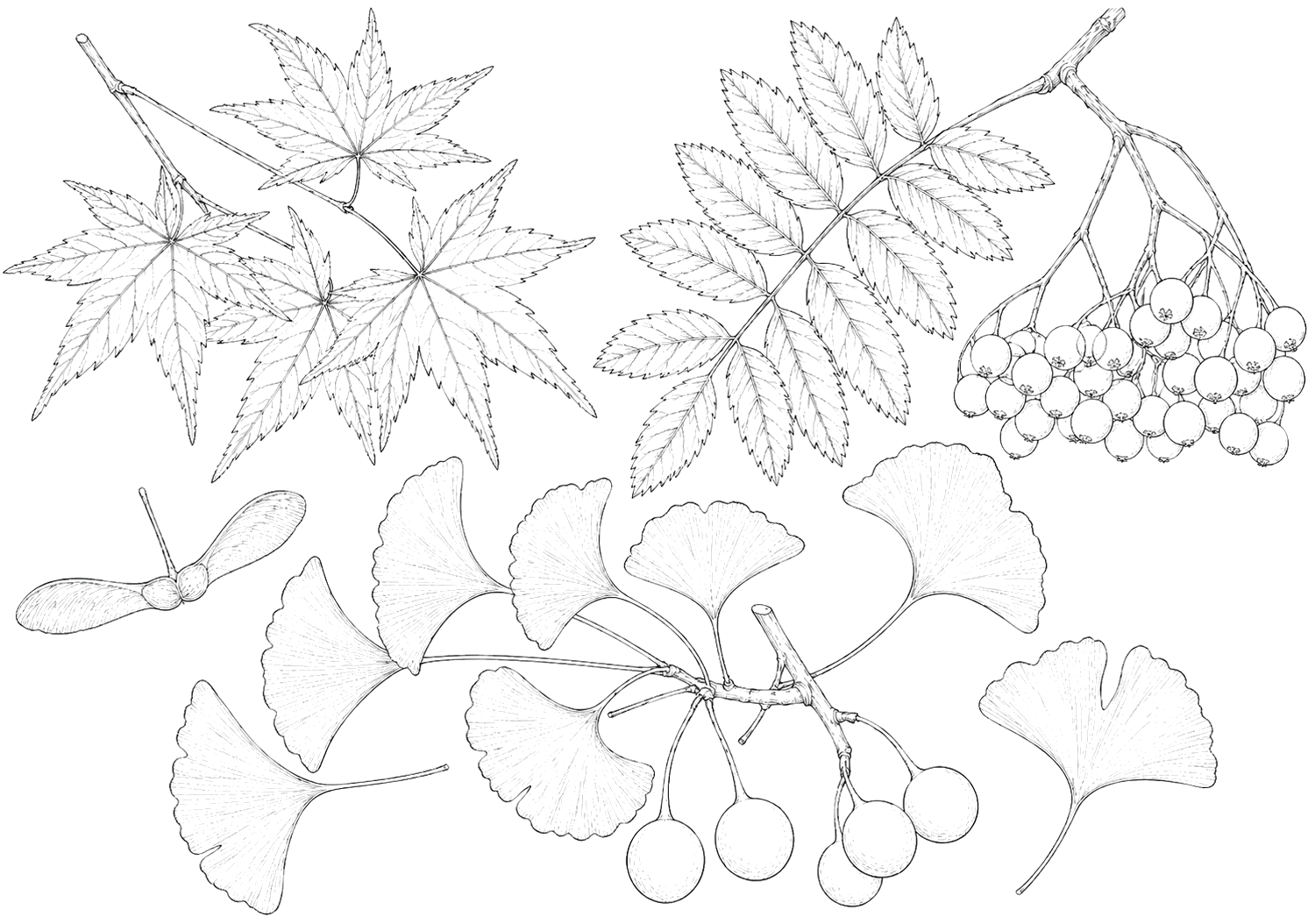 紅葉の植物画