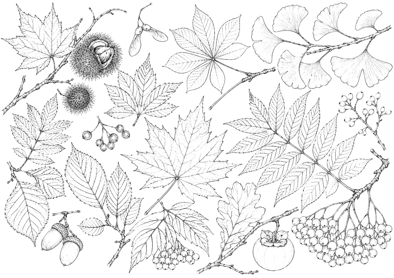 紅葉の植物画