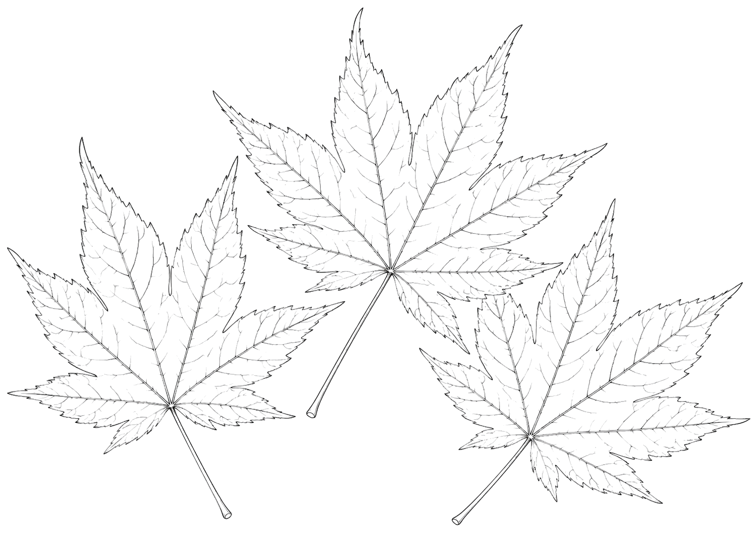 紅葉の植物画