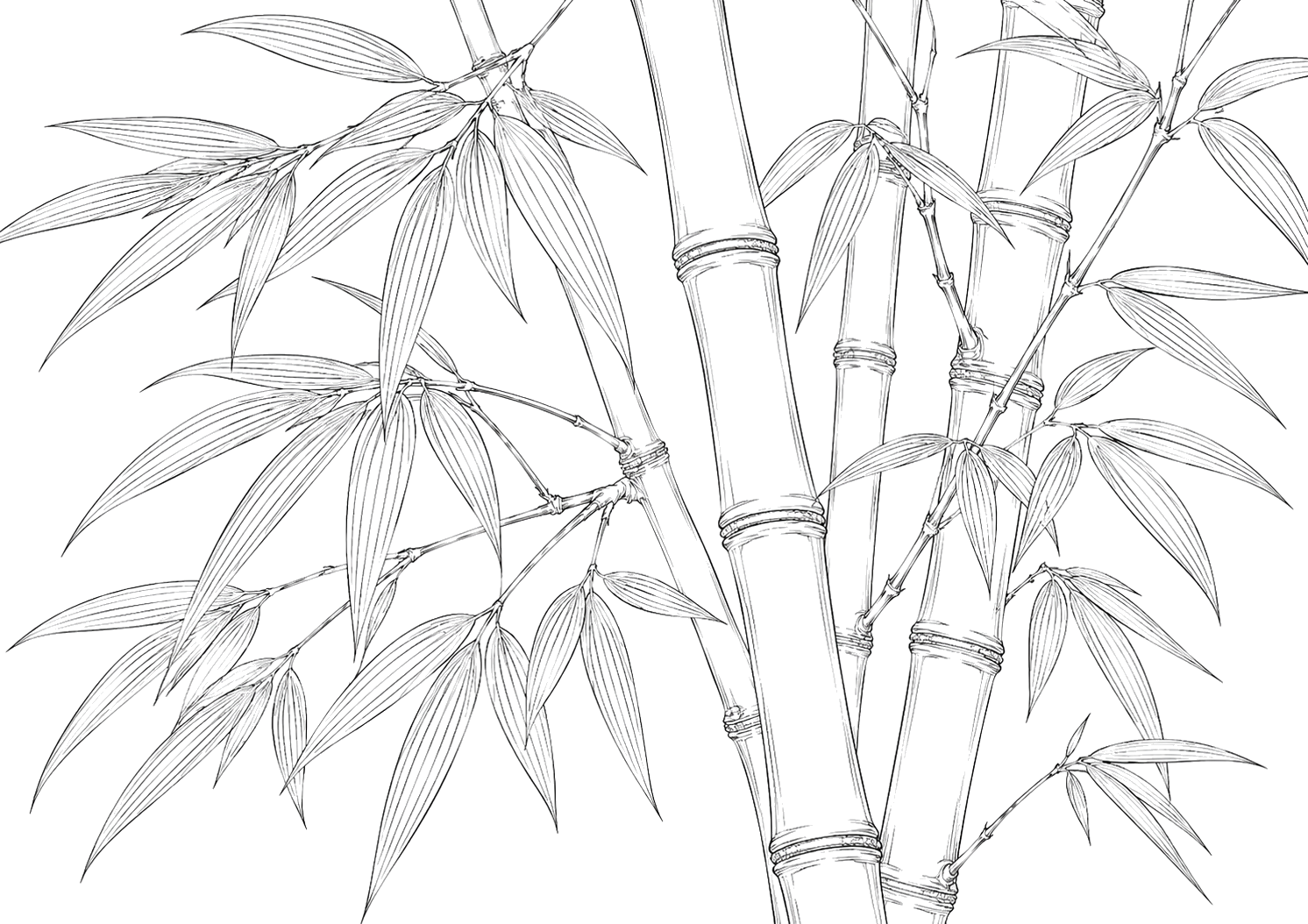 竹の植物画