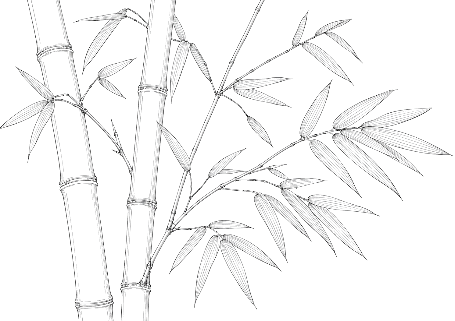 竹の植物画