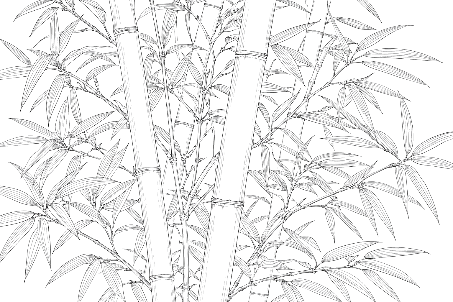 竹の植物画