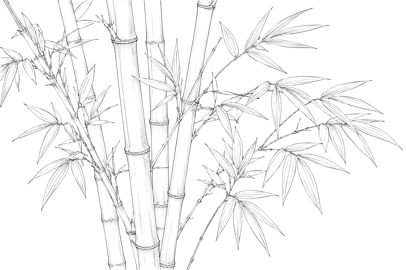 竹の植物画