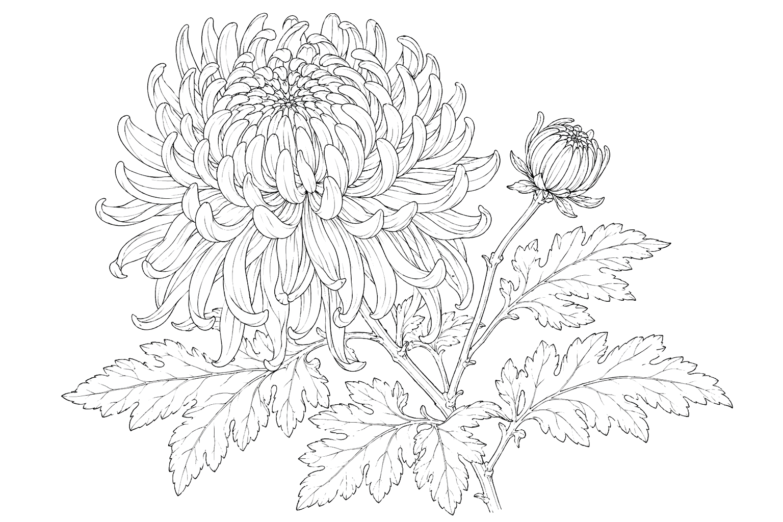 菊の植物画