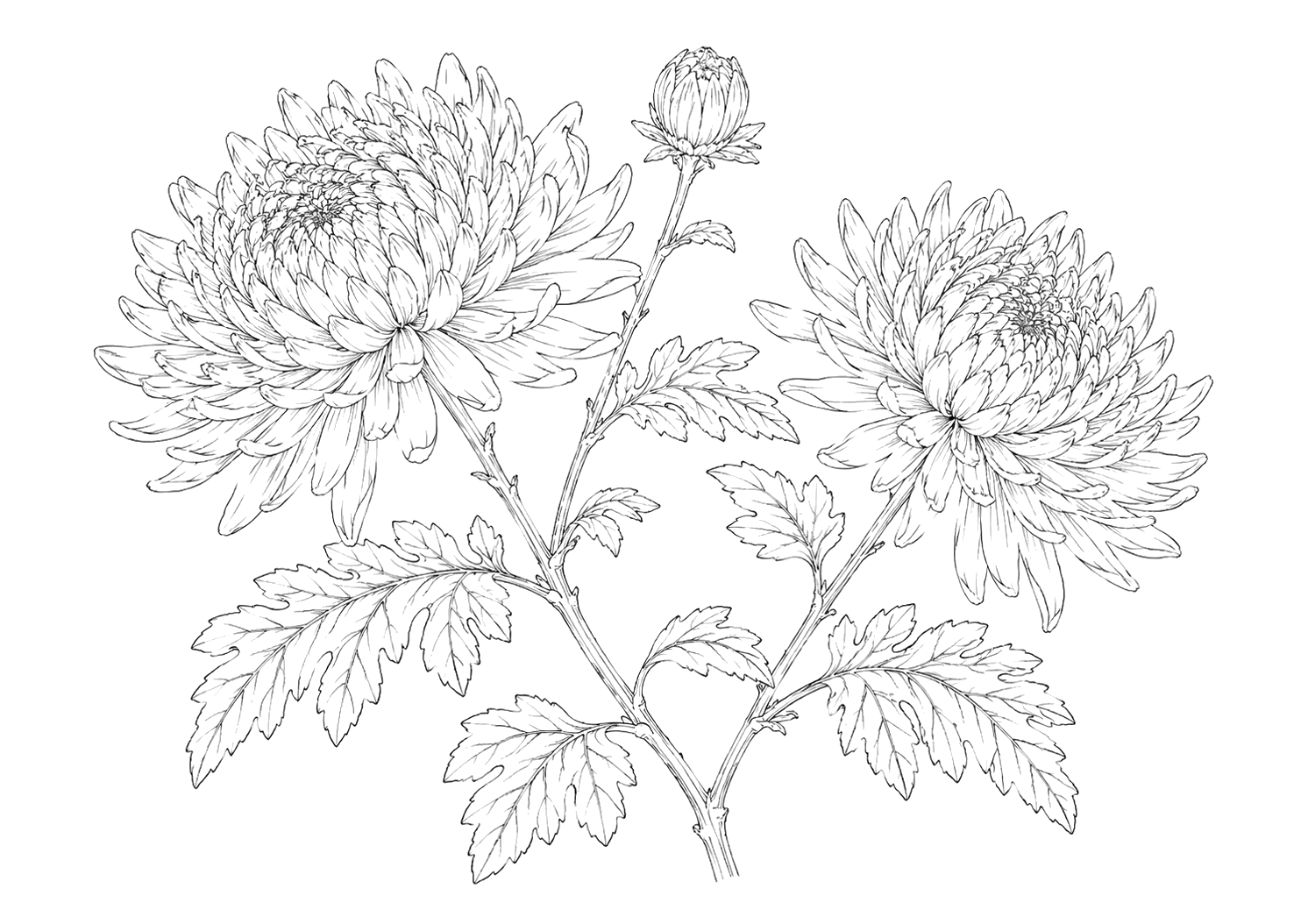 菊の植物画