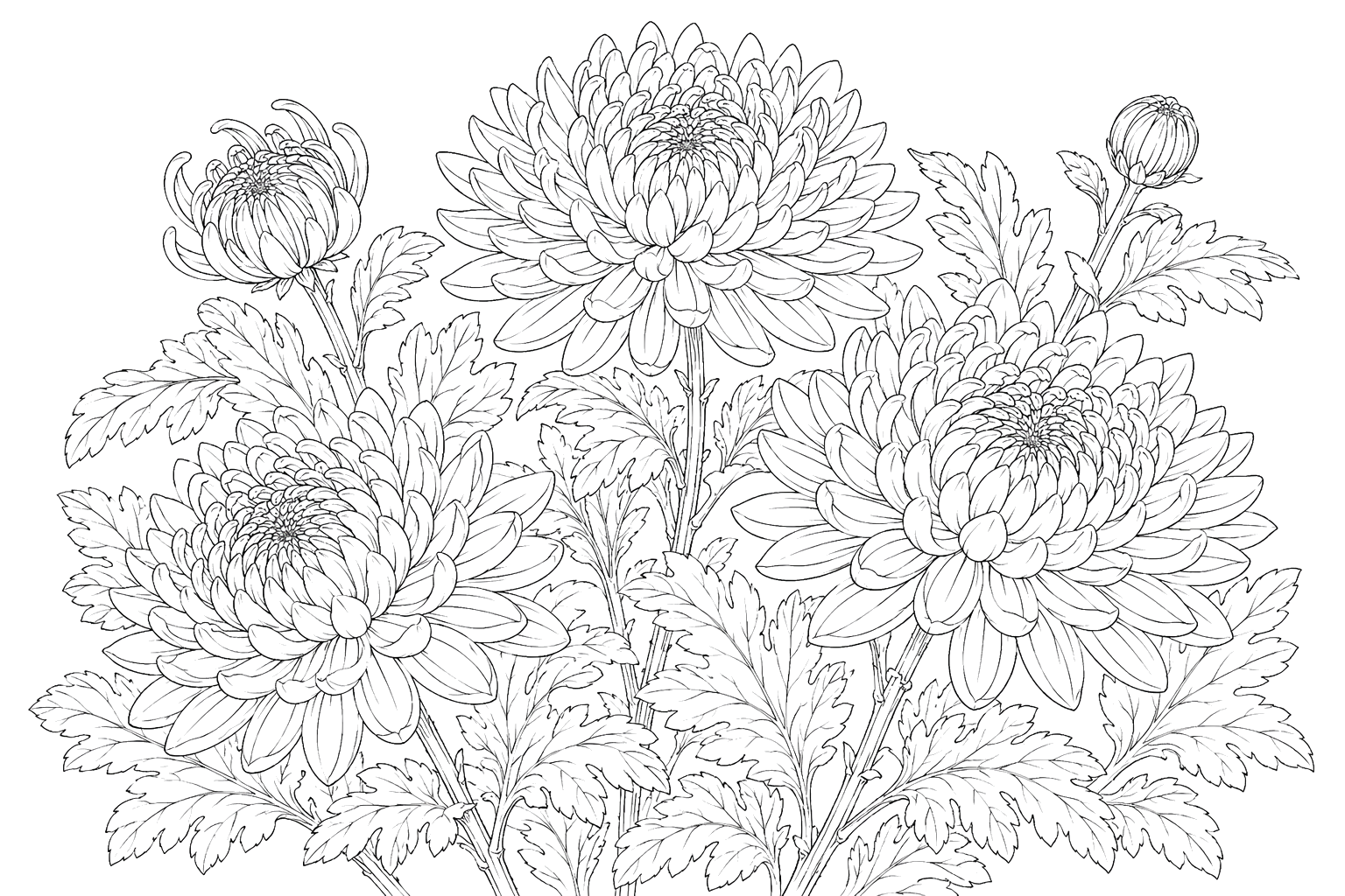 菊の植物画