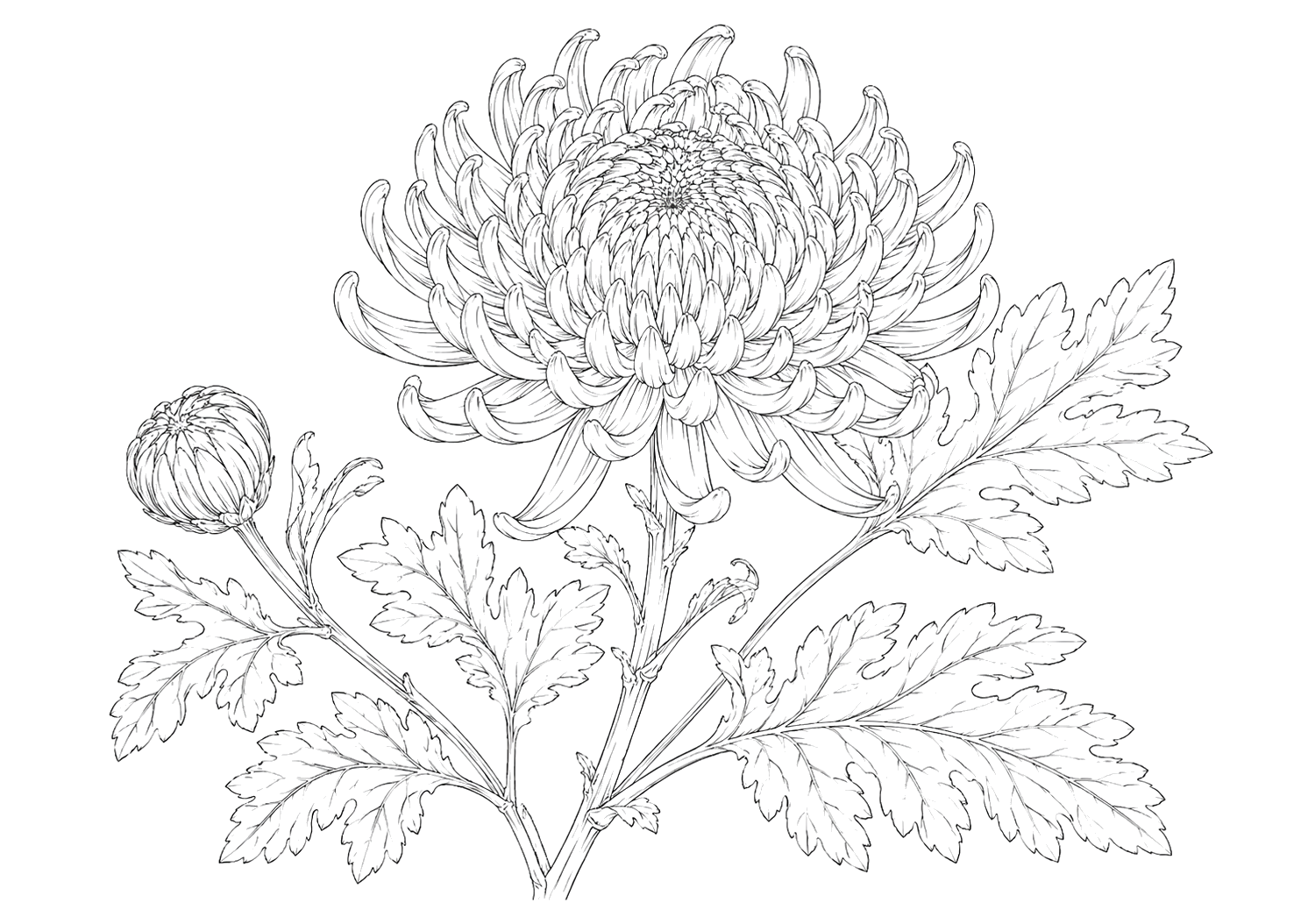 菊の植物画