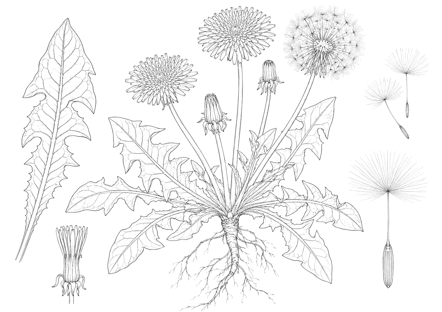 たんぽぽの植物画