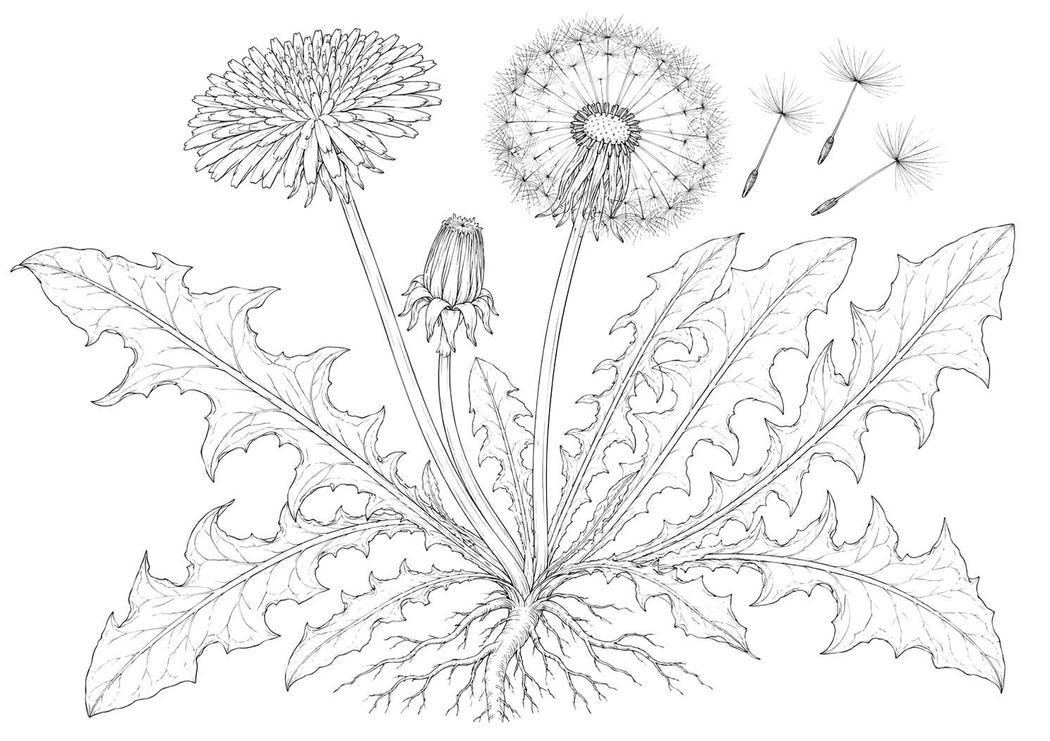たんぽぽの植物画