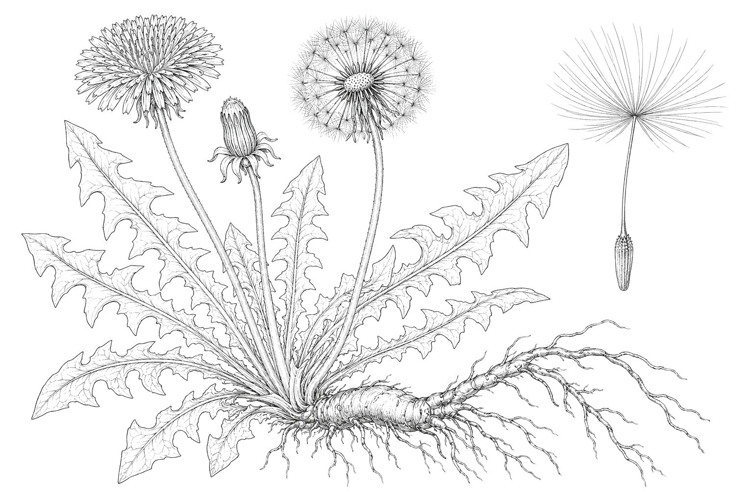 たんぽぽの植物画