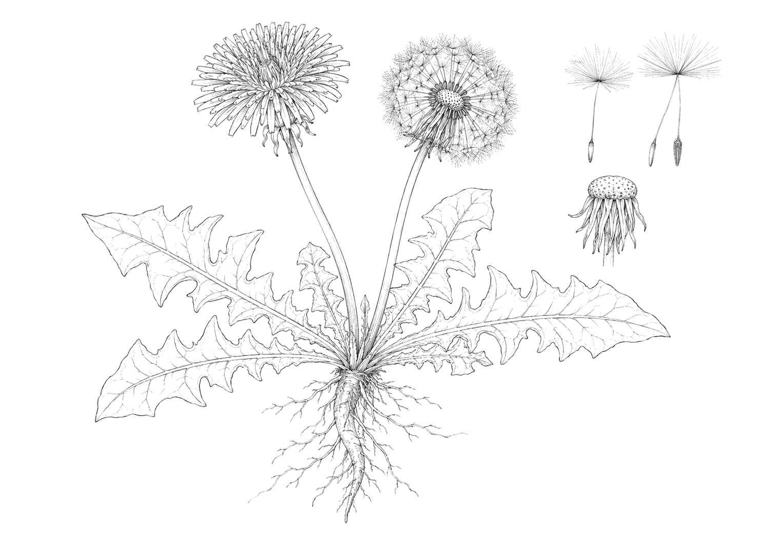 たんぽぽの植物画