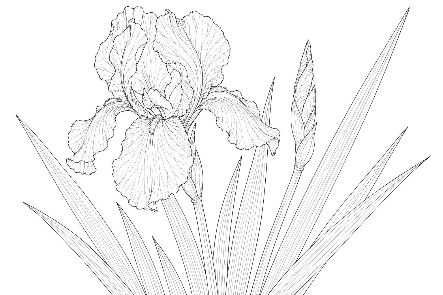 菖蒲の植物画