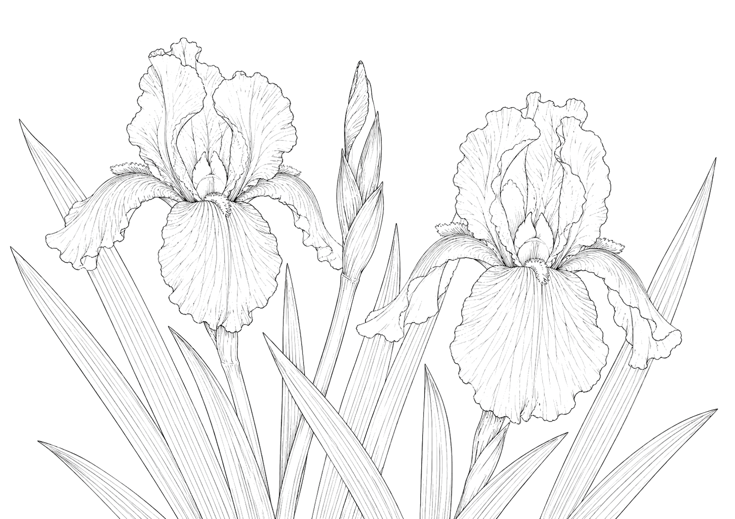 菖蒲の植物画