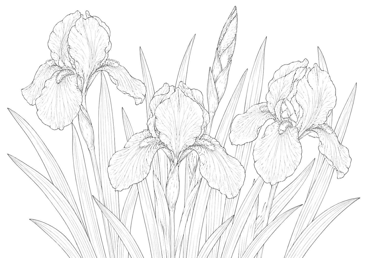 菖蒲の植物画