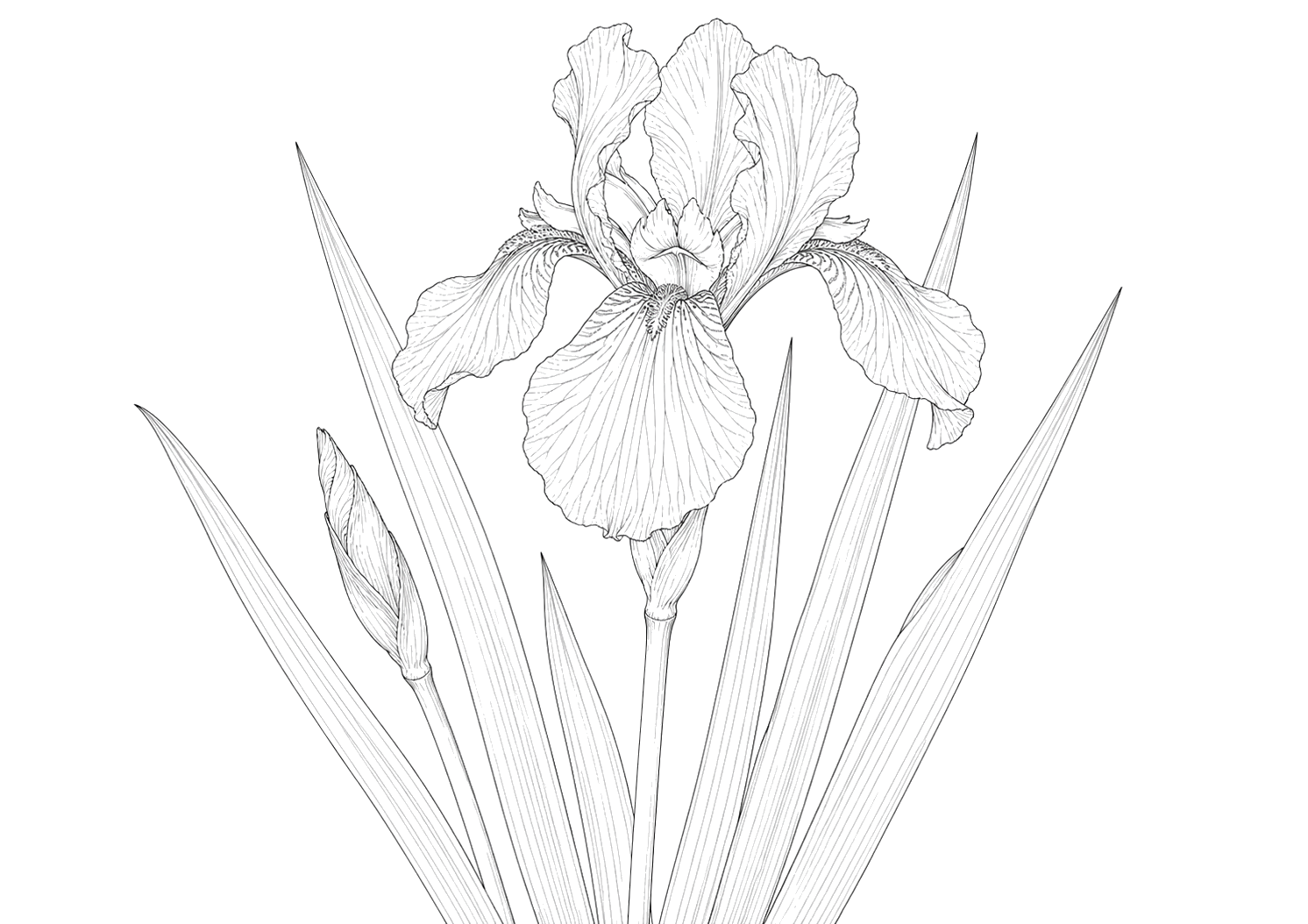 菖蒲の植物画