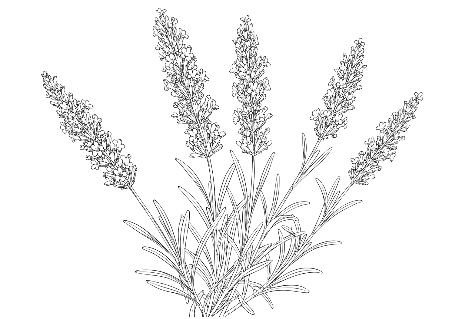 ラベンダーの植物画