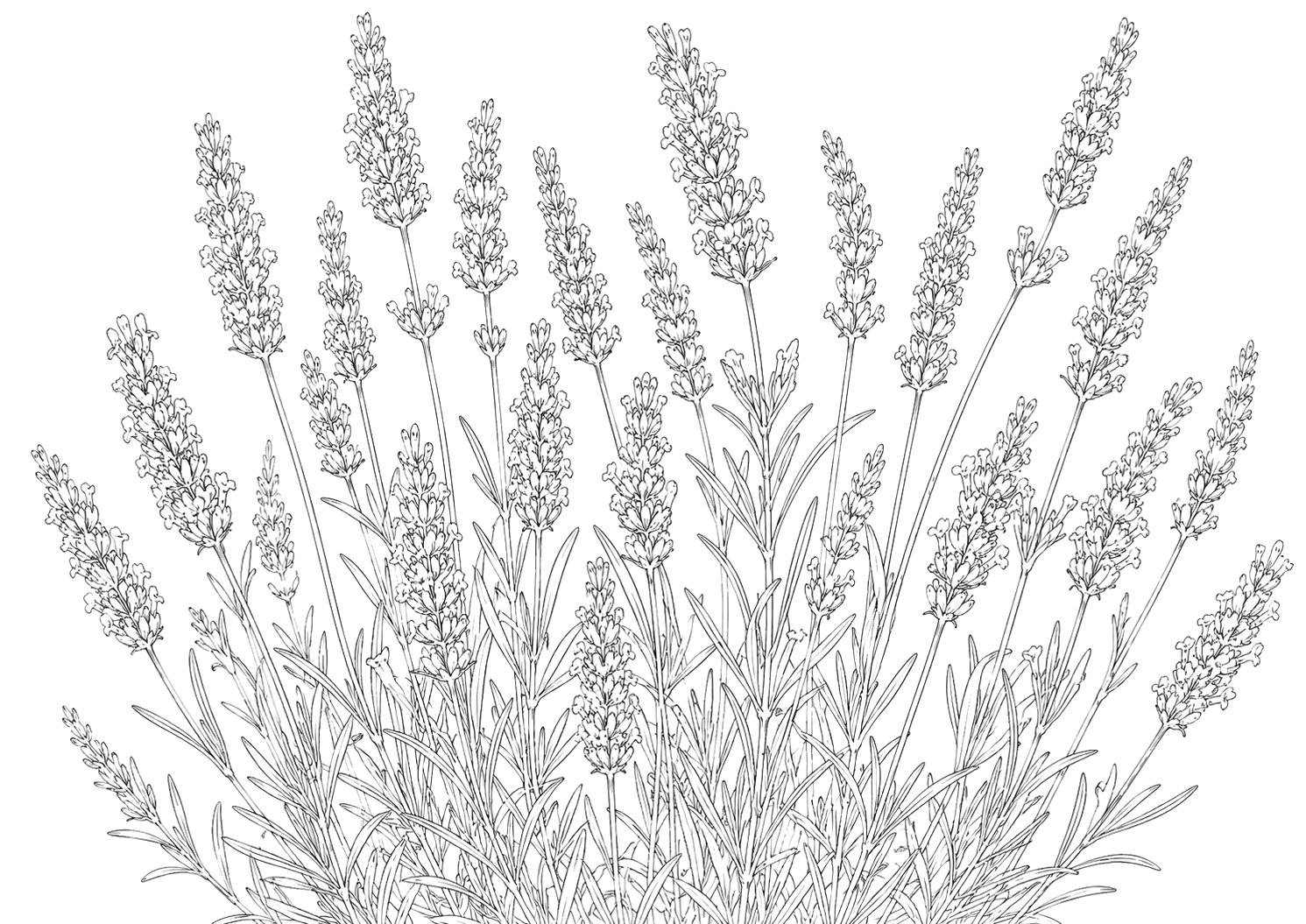 ラベンダーの植物画