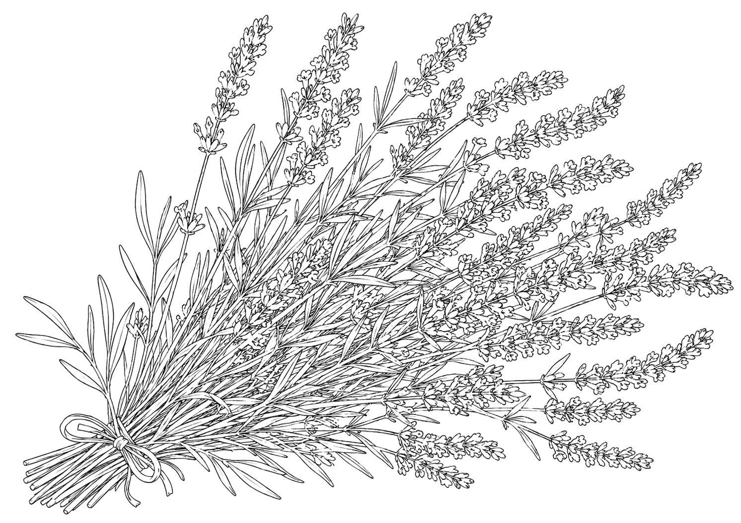 ラベンダーの植物画