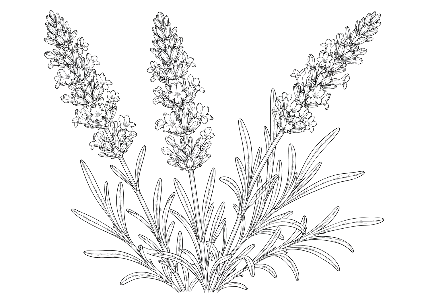 ラベンダーの植物画