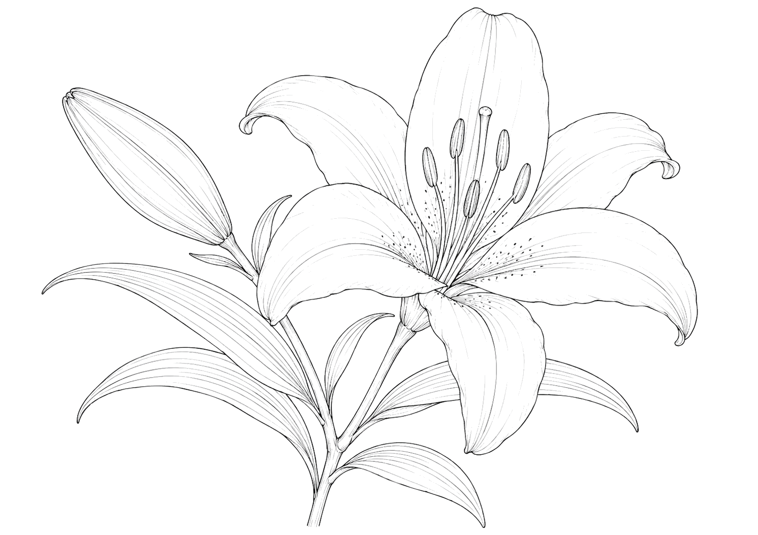 百合の植物画