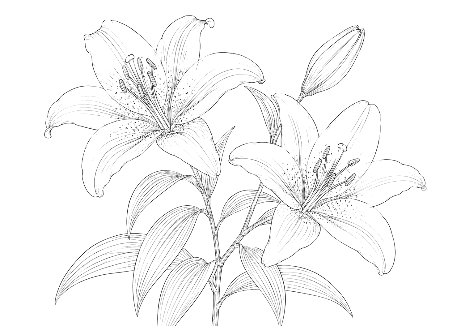 百合の植物画