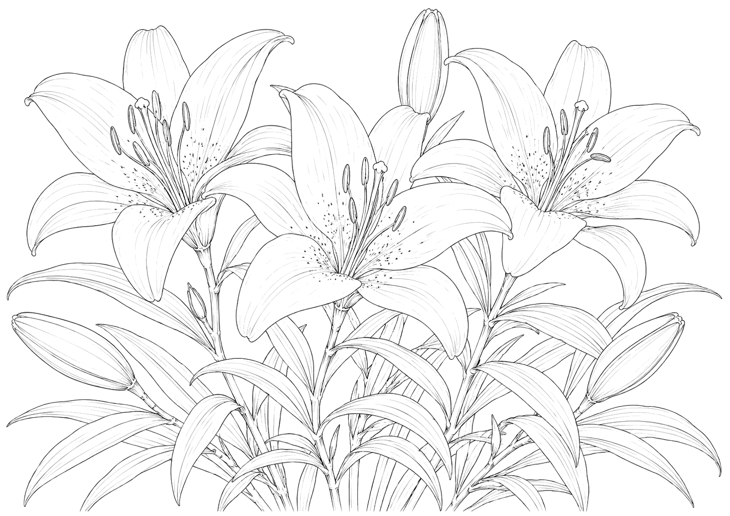 百合の植物画