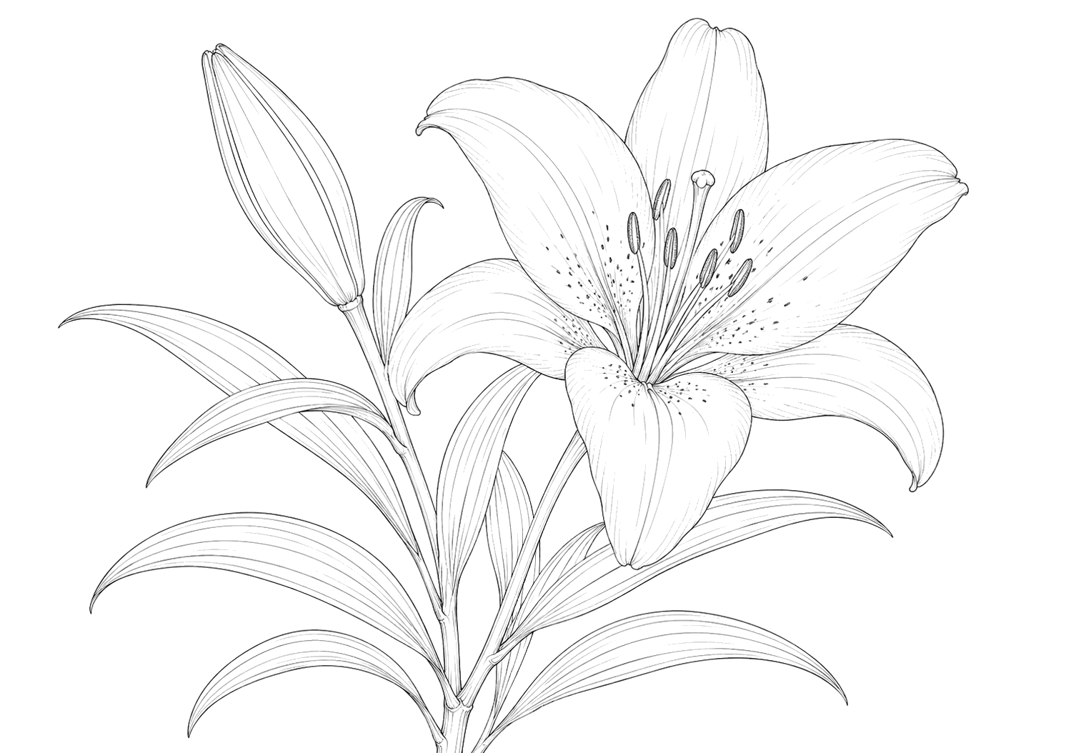 百合の植物画