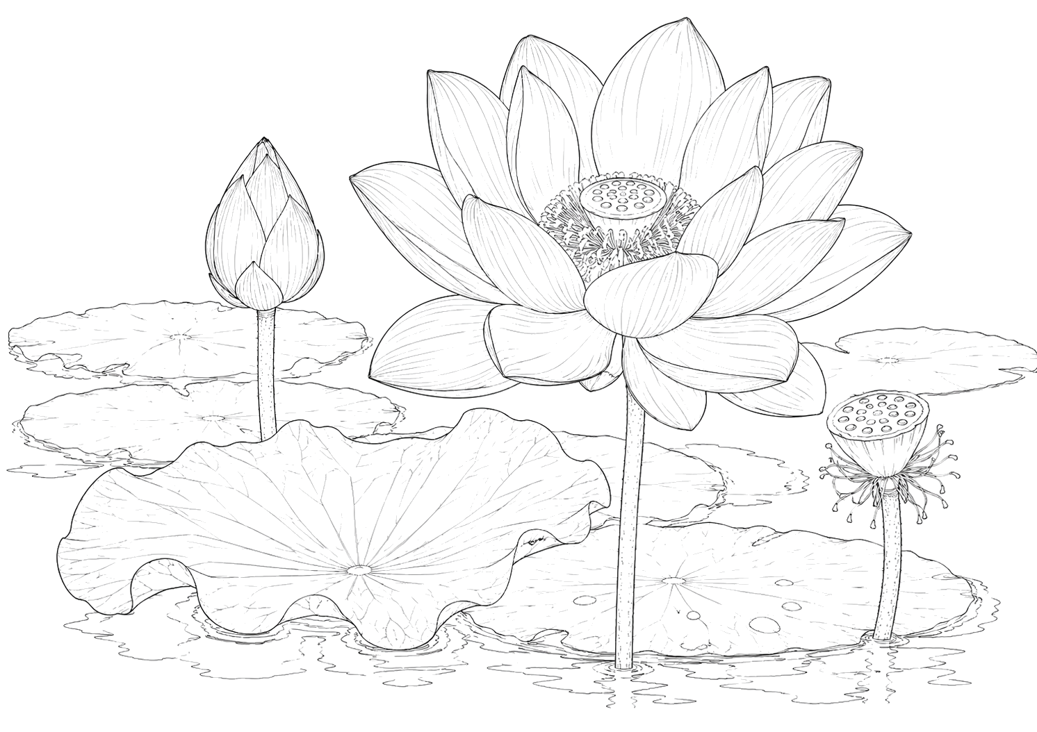 蓮の植物画