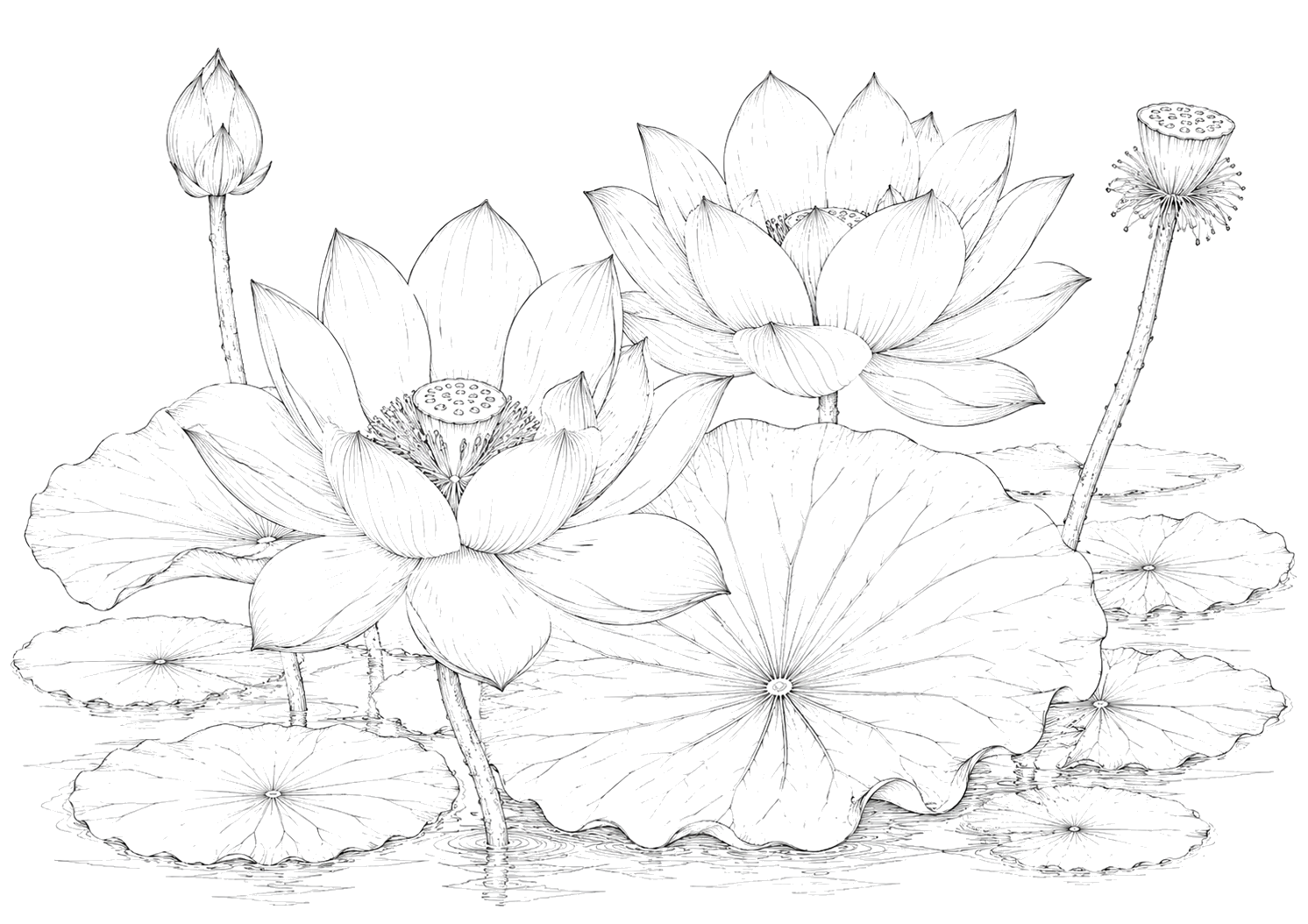 蓮の植物画