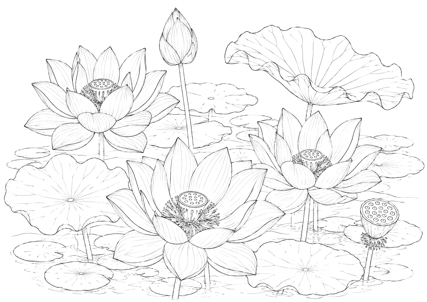 蓮の植物画