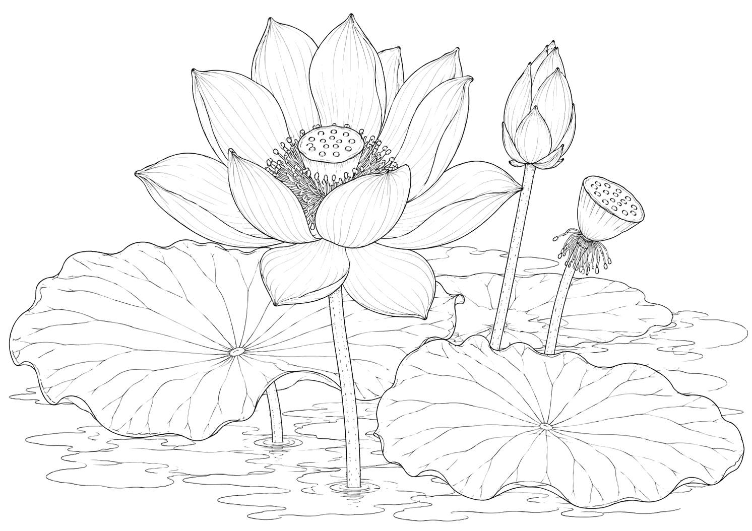 蓮の植物画