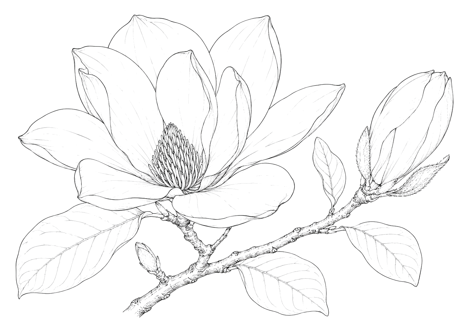 木蓮の植物画