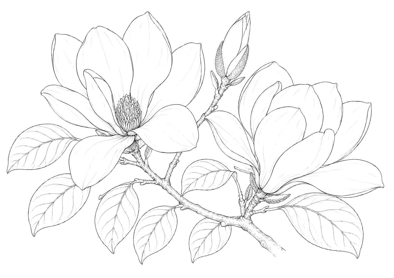 木蓮の植物画
